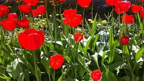 Rote Tulpen stehen blühend in einem Garten, ihre Köpfe neigen sich sanft im kühlen Wind während die Sonne scheint.