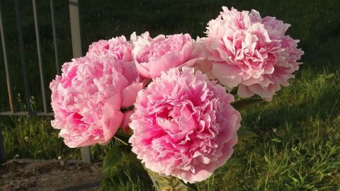Wie man Schnittblumen länger schön und frisch hält, erfährst du in diesem Tipp.