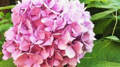 Eine blühende Hortensie mit zarten, rosa Blüten steht zwischen grünen Blättern in einem Garten. Ideal zum Trocknen für Trockensträuße.