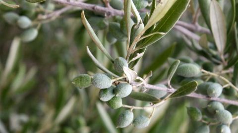 Grüne Olivenzweige tragen frische Oliven und Blätter, die sanft im Wind wiegen, ideal für Hautpflege mit Olivenöl.
