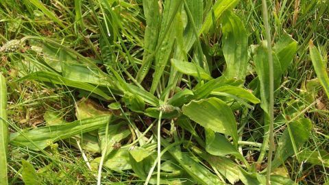 Grüne Blätter des Spitzwegerichs liegen im Gras, bereit zur Anwendung zur Linderung von Wespenstichen.