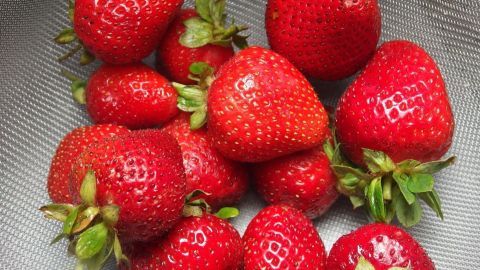 Saftige Erdbeeren liegen frisch in einem Kühlschrankkorb und warten darauf, richtig gelagert zu werden.