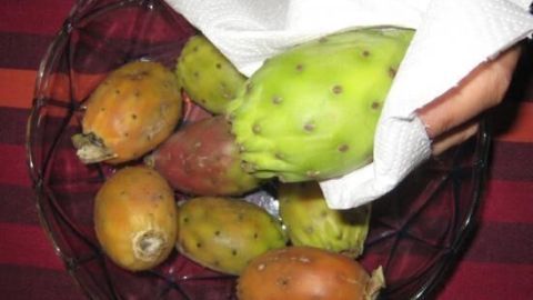 Im Korb liegen mehrere Kaktusfeigen, während eine Hand eine grüne Frucht mit einem Tuch hält und sie abtrocknet.