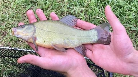 Ein Mensch hält einen kleinen Fisch in beiden Händen über einem Netz, umgeben von grünem Gras.
