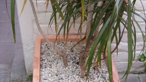Schütze deine Kübelpflanzen vor Katzen, indem du die Erde mit Kieselsteinen bedeckst. Diese einfache Maßnahme verhindert, dass Katzen graben und beschädigen deine Pflanzen. Der Artikel gibt dir weitere nützliche Tipps. Eine Kübelpflanze steht in einem Terrakottatopf, dessen Erde mit Kieselsteinen bedeckt ist, um Katzen abzuwehren.