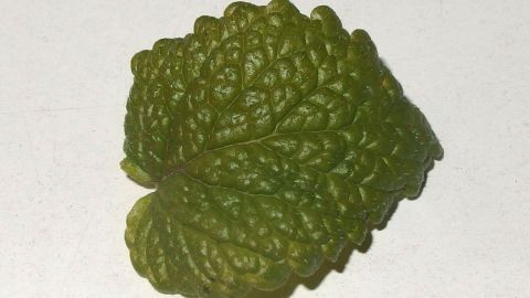 Ein frisches Blatt Zitronenmelisse liegt auf einer hellen Oberfläche, bereit zur Verwendung in der Produktion von Melissengeist.