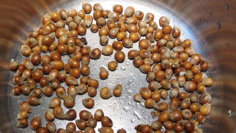 Eine Vielzahl von braunen Popcornkernen liegt in einem silbernen Topf, bereit zum Erhitzen, um selbstgemachtes Popcorn herzustellen.