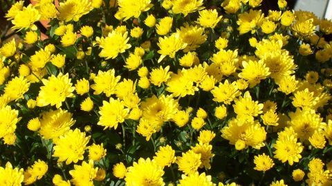 Ein prächtiger Strauch voller gelber Chrysanthemen blüht üppig in einem Garten, umgeben von anderen Pflanzen.