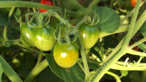 Grüne Tomatenpflanzen wachsen gesund im Gemüsegarten, um vor Raupen zu schützen und eine reiche Ernte zu fördern.