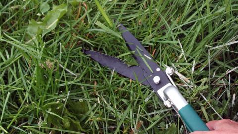 Eine Hand hält eine Gartenschere, während sie im grünen Gras arbeitet, um gezielt Unkraut zu entfernen.