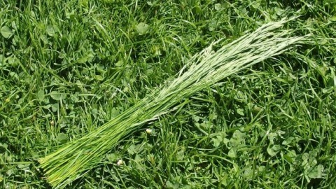 Lange Gräser-Halme als Winterschutz für Kübelpflanzen usw.