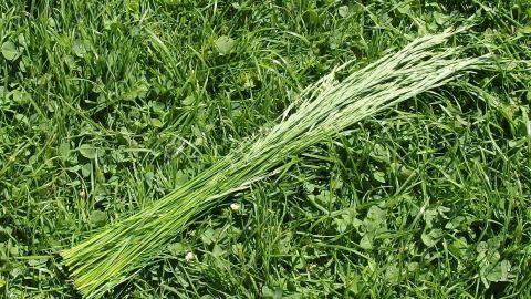 Lange Gräser-Halme liegen auf saftigem, grünem Rasen, bereit als natürlichen Winterschutz für Kübelpflanzen.