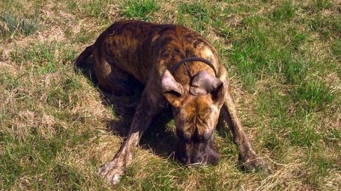 Ein Hund liegt auf gelbem Gras und riecht unwohl, was den Güllegeruch verstärken könnte.