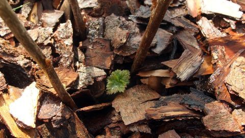 Holzhäcksel liegt auf dem Boden, während grüne Pflänzchen zwischen den Rindenmulchstücken wachsen, was einen Garten zeigt.