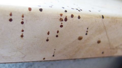 Mit kaltem Tee und einem Schwamm Fliegenmist auf verschiedenen Flächen entfernen und Fliegen fernhalten. Auf einer hellen Oberfläche sind viele kleine, braune Fliegenkotflecken sichtbar, die entfernt werden müssen.