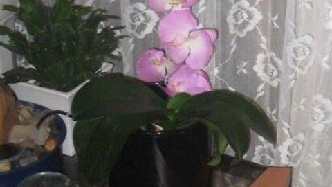 Eine Orchidee mit lila Blüten steht in einem schwarzen Topf auf einem Tisch, umgeben von Pflanzen und einer Fenstervorhang.