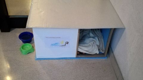 Eine selbstgemachte Katzenkiste steht in einem Innenbereich, umgeben von Pflanze und Futternäpfen, bereit zum Nutzen.