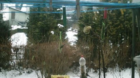Ein Vogelfuttersilo aus einer Wasserflasche hängt zwischen Bäumen und Schnee, während Vögel um die Futterstelle kreisen.