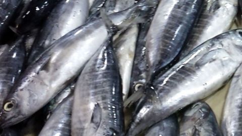 Frische Fische liegen dicht beieinander auf einer Arbeitsfläche, bereit zum Braten, während der Geruch entsteht.