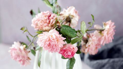 Vasen mithilfe von Sand einfach und schnell reinigen. Durch Reibung lösen sich die Beläge in den Vasen. Eine weiße Vase mit verwelkten, rosa Blumen steht in einem sanften, neutralen Umfeld, ideal zur Vase Reinigung mit Sand.