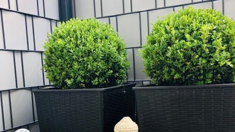 Zwei K&uuml;belpflanzen stehen dekorativ auf einer Holzterrasse, umgeben von einer Buddha-Statue und einem kleinen Stein-Arrangement.