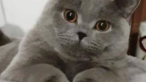 Eine graue Katze liegt entspannt in ihrem Katzenbett und schaut neugierig mit großen Augen in die Umgebung.