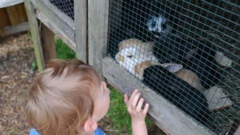 Ein Kind betrachtet Kaninchen, die in einem sauberen Stall durch den Drahtzaun schauen, umgeben von natürlichem Umfeld.