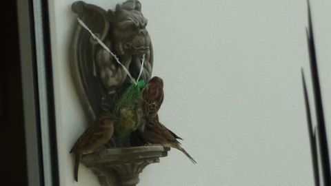 Ein Vogelfutterspender ist an einer Wand angebracht, während Vögel daran fressen und sich um den Futterplatz versammeln.