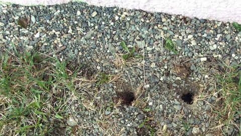 Drei Mauselochöffnungen sind im Boden sichtbar, umgeben von Kies und kurzem Gras, was auf einen möglichen Mäusebefall hinweist.