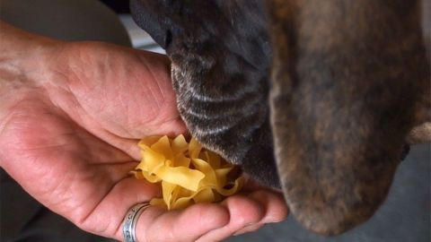 Ein Hund schnüffelt neugierig an einer Hand, die rohe Nudeln hält, während er in einem häuslichen Umfeld sitzt.