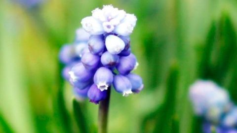Selbst gemachte hübsche Grußkarten mit Fotos und buntem Druckerpapier. Eine violette Blume mit kleinen kugeligen Blüten wächst in grünem Gras und vermittelt ein frisches Frühlingsgefühl.