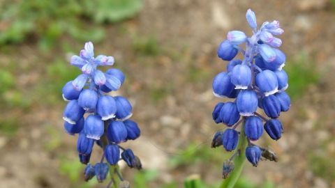 Zwei blaue Frühblüher stehen in der Natur, umgeben von grünem Gras, ideal für die Frühlingsdeko in Holzkisten.