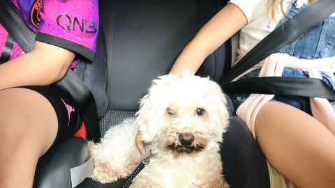 Ein kleiner Hund sitzt zwischen zwei Kindern auf dem Rücksitz eines Autos, während die Kinder angeschnallt sind.