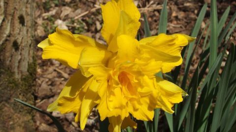 Eine prächtige Narzisse blüht in leuchtendem Gelb, umgeben von frischem Grün und trockenem Laub im Frühling.