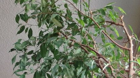 In dem Artikel über das Düngen des Ficus benjamina erfährst du, wie ein Schuss Wodka im Gießwasser deine Pflanze stärken kann. Achte darauf, die richtige Mischung zu finden, um gesunde und kräftige Blätter zu fördern. Ein Ficus benjamina steht in einer Wohnung und wird durch das Gießen mit Wodka im Wasser gepflegt.