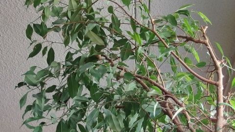 Ficus benjamina düngen: mit einem Schuss Wodka im Wasser