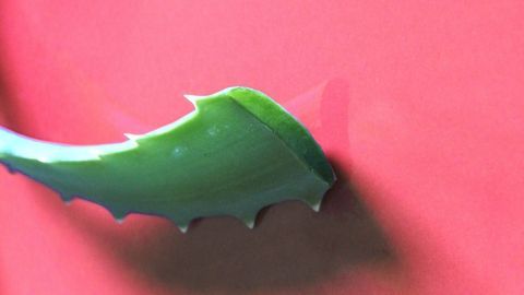 Eine grüne Aloe Vera Pflanze liegt auf einem roten Untergrund, bereit zur Anwendung auf der Haut.