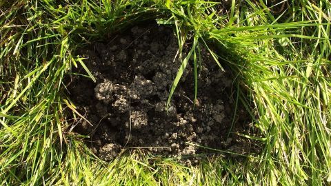 Eine löchrige Fläche im Gras zeigt frische Erde, wo Maulwürfe möglicherweise aktiv sind. Daniels Umgebung ist ein Garten.
