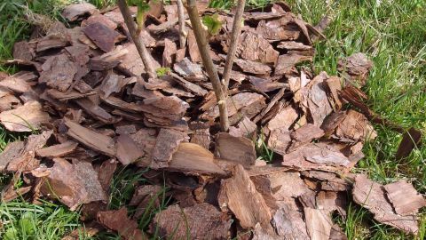 Rindenmulch umschließt die Wurzeln von Pflanzen und schützt sie vor Nacktschnecken in einem grünen Garten.