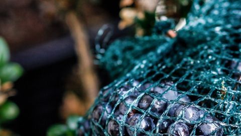 Ein Netz umhüllt frische Heidelbeeren, um sie vor Vogelfraß in einem Garten zu schützen.