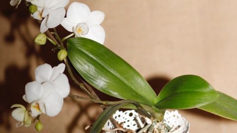 Eine Orchidee steht elegant in einem weißen Topf und wird sanft in Regenwasser getaucht, um ihre Pflege zu betonen.