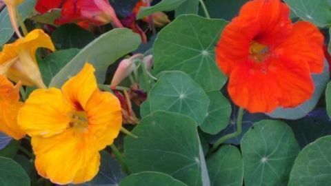 Bunte Kapuzinerkresse blüht prächtig im Garten, umgeben von grünen Blättern – ideal für winterliche Nutzung.