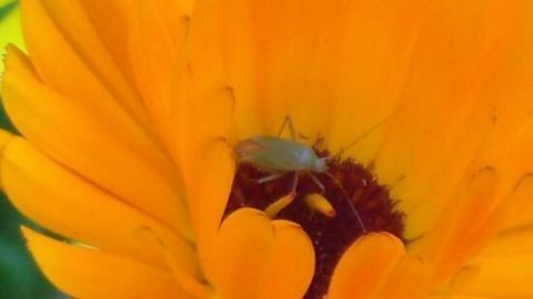 Eine leuchtend orangefarbene Ringelblume mit einem kleinen Insekt in ihrer Mitte blüht in einem grünen Garten.