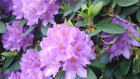 Lila Fliederblüten blühen üppig in einem grünen Garten, bereit zur Herstellung von Fliederöl für aromatische Anwendungen.