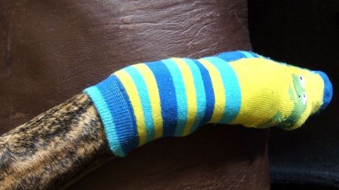 Mit einer Kindersocke Hunde im Winter vor Streusalz schützen. Eine farbige Kindersocke schützt den Fuß eines Hundes, der entspannt auf einem braunen Sofa sitzt.