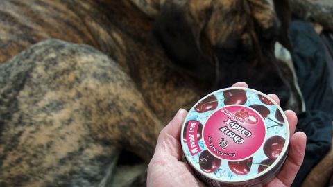 Eine Hand hält eine Schütteldose, während im Hintergrund ein großer Hund entspannt liegt. Erziehungshilfe wird demonstriert.