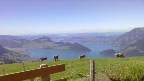 Auf einer saftig grünen Wiese grasen Kühe, während sich der Blick über einen atemberaubenden Bergsee und die umliegenden Berge öffnet.