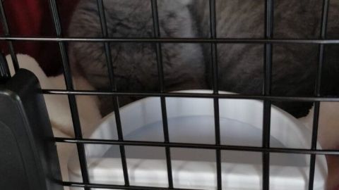 Eine graue Katze sitzt in einem Transportbehälter und schaut wachsam aus dem Gitter, während sie auf einer Decke liegt.