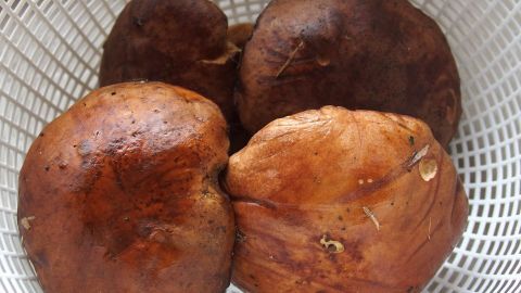 Frische, braune Pilze liegen in einem weißen Korb, bereit zur Zubereitung oder zum Sammeln in der Natur.