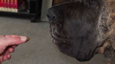 Ein Hund betrachtet aufmerksam eine Hand, die ihm eine Tablette anbietet, in einem wohnlichen Raum.